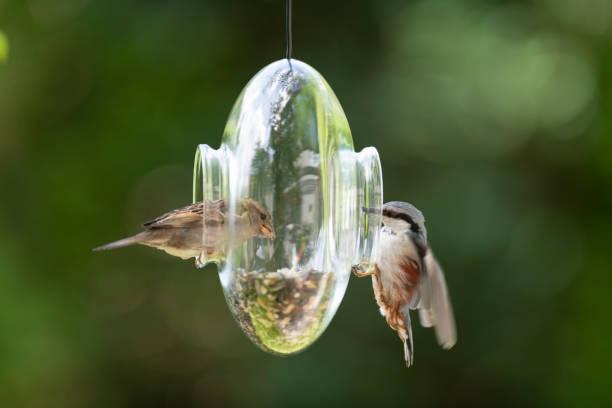 istock Sparrow and nuthatch perching on a transparent glass feeder in my front yard in early summer 1251307514