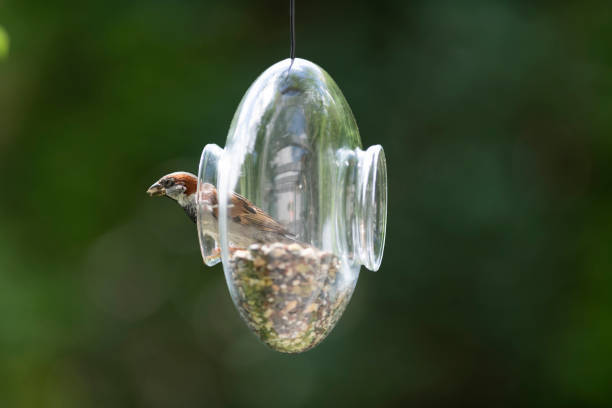 istock Sparrow perching inside a transparent glass feeder in my front yard in early summer 1251307530