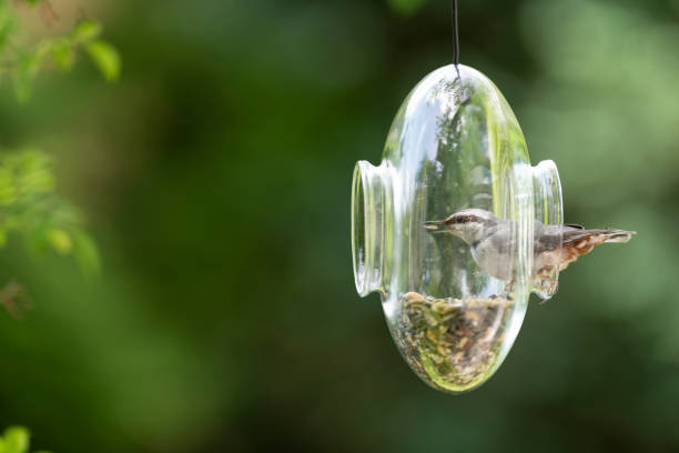 istock Nuthatch perching inside a transparent glass feeder in my front yard in early summer 1251307533