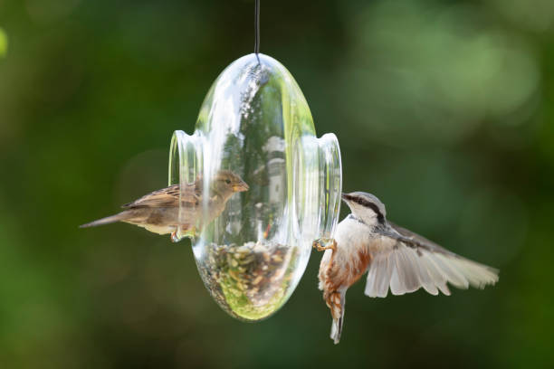Sparrow and nuthatch perching on a transparent glass feeder in my front yard in early summer
