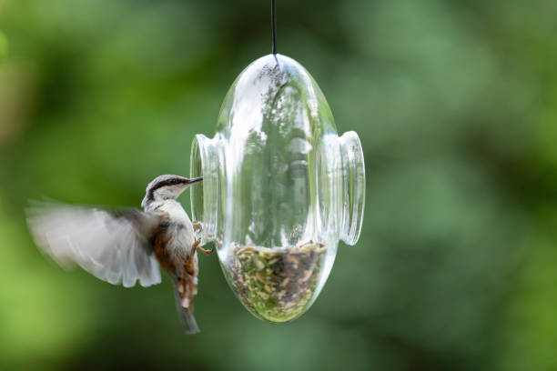 istock Nuthatch entering a transparent glass feeder in my front yard in early summer 1251307548