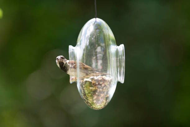istock Sparrow perching inside a transparent glass feeder in my front yard in early summer 1251307553