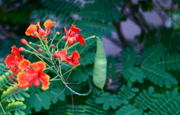 istock Red flamboyant trees 1251307643