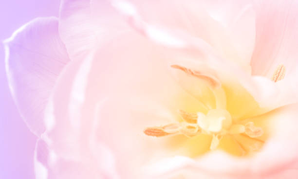 istock White blurred Peony flower with yellow core close-up background texture. Selective focus.Soft focus 1251307681
