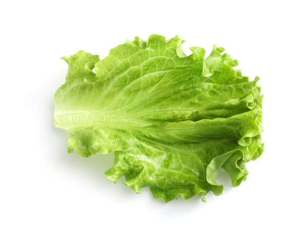 istock Green oak lettuce isolated on white background 1251309388