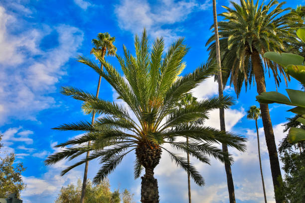 istock Green palm tree against blue sky and white clouds 1251311596