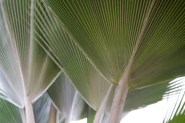 istock Tropical green palm leaves background, close up view 1251312168