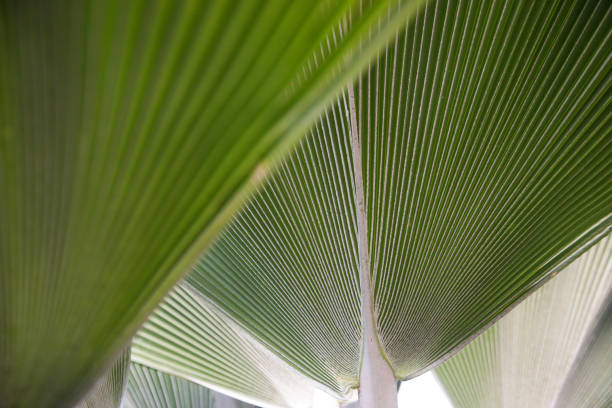 istock Tropical green palm leaves background, close up view 1251313246