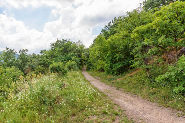 istock A small path through the woods. Fruska gora, Serbia. 1251313311