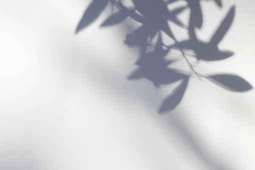 Sombras de hojas de olivo, ramas sobre pared blanca. Fondo de verano con un patrón de destello de lente. Superposición de luz solar, fotograpy suave borrosa, sin personas, espacio de copia vacío. Concepto mediterráneo. photo