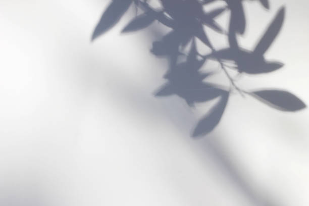 Photo of Shadows of olive tree leaves, branches over white wall. Summer background with a pattern of lens flare. Sunlight overlay, soft blurred photograpy, no people, empty copy space. Mediterranean concept.
