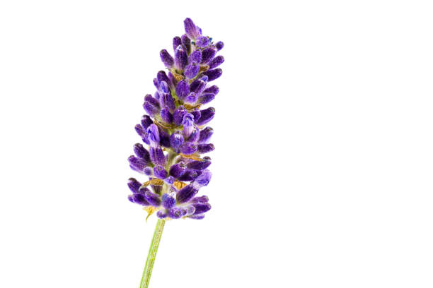 istock beautiful true lavender isolated on white background with copy space 1251314238