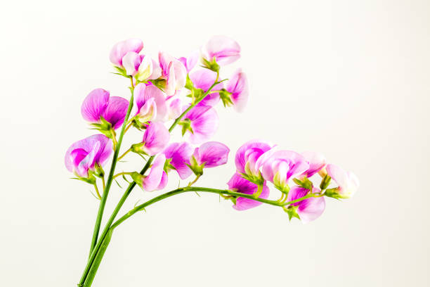istock beautiful vicia flower isolated on white background 1251315277