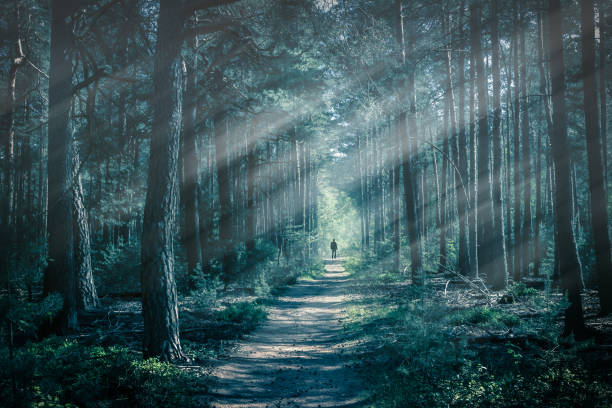 таинственный лес - forest dark woods spooky стоковые фото и изображения