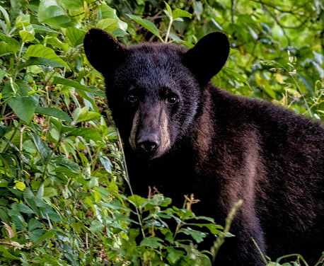 The beauty of the black bear is highlighted with this amazing yearling sitting in a lush green field.