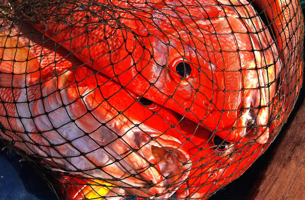 istock Close-up of red snapper 1251317545