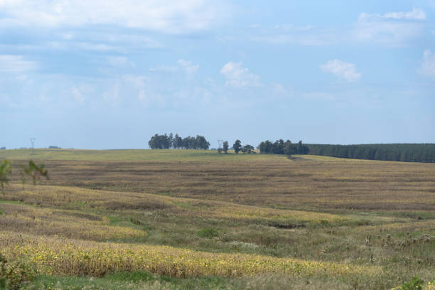 istock Soy production crops. Pre-harvest soybean plantation. 1251317732