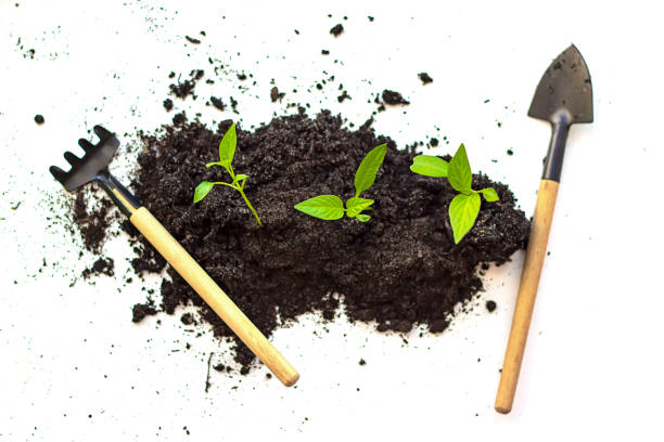 istock Home gardening. Miniature gardening tools on white background. Top view. Zero waste. Pumpkin seedlings are growing from the soil and there is a morning shining. Close-Up Of Small Plant Growing. 1251318168