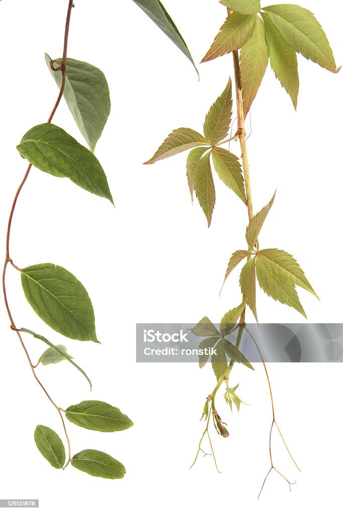Due tipi di piante rampicante - Foto stock royalty-free di Convolvulaceae