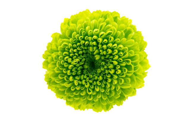 istock chrysanthemum flower isolated 1251319518