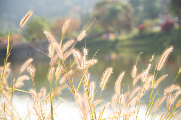 istock Blurred flowers grass in the morning 1251319532