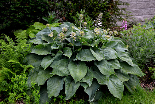 hosta, tardiana, halcyon, blue, green, big, large, leaf, leaves, bunch, turf, perennial, garden, white, flower, purple, violet, plant, nature, ivy, food, vegetable, cabbage, fresh, plants, natural, herb, organic, gardening, flora, field, agriculture, foliage, healthy, growing, farm