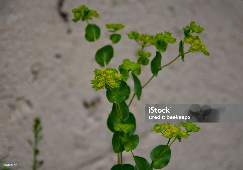 bupleurum falcatum Plants of this genus are characterized for the family by atypical undivided, entire leaves and enlarged bracts around, which thus resemble flowers in the background beige plaster bupleurum, falcatum, green, florist, beige, plaster, wall, backround, macro, close up, yellow, plant, flower, leaf, nature, ivy, leaves, garden, tree, texture, natural, vegetable, growth, fresh, foliage, white, spring, grow, food, agriculture, growing, isolated, ground, plants Agriculture Stock Photo