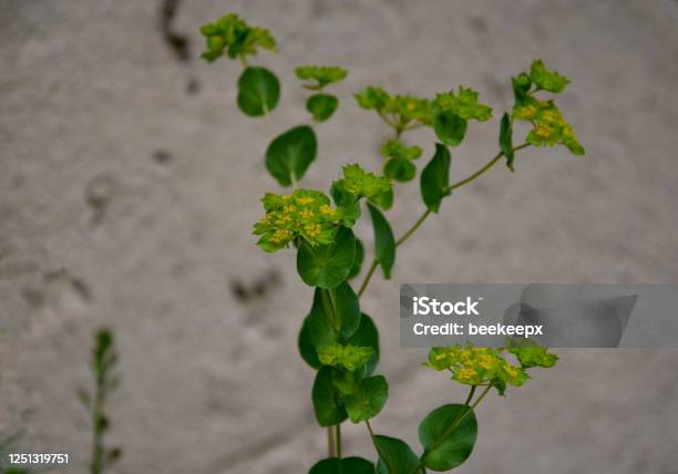 Bupleurum Falcatum Plants Of This Genus Are Characterized For The Family By Atypical Undivided Entire Leaves And Enlarged Bracts Around Which Thus Resemble Flowers In The Background Beige Plaster Stock Photo - Download Image Now