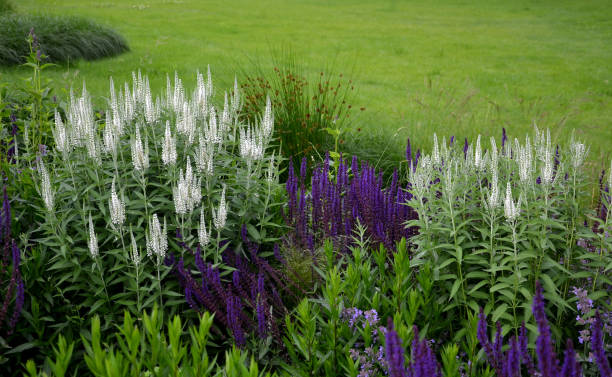 veronica spicata alba compacta, sem se escruça, média-alta perene. flores brancas puras incomuns que também são adequadas para corte e vão durar muito tempo em um vaso. uso em plantações perenes mistas - long grass uncultivated plant stage plant condition - fotografias e filmes do acervo