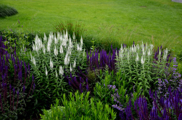 veronica spicata alba compact, undemanding, medium-high perennial. unusual, pure white flowers that are also suitable for cutting and will last a long time in a vase. use in mixed perennial plantings - long grass uncultivated plant stage plant condition imagens e fotografias de stock