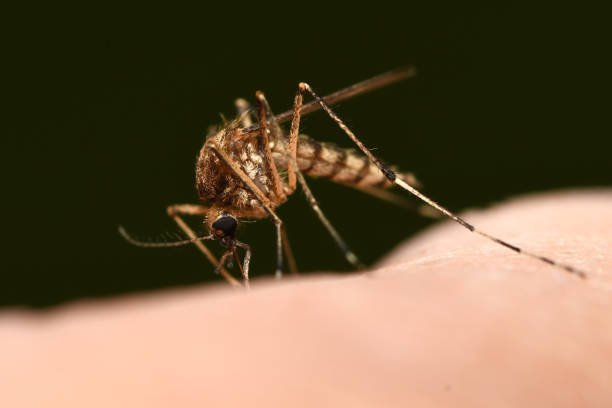 istock the mosquito drinks blood on the hand 1251320109