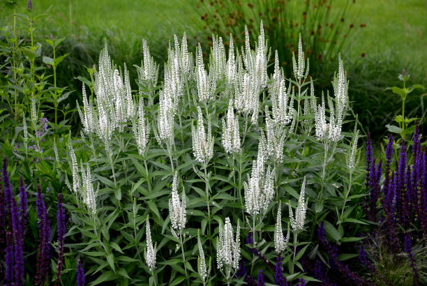 veronica spicata alba compact, undemanding, medium-high perennial. unusual, pure white flowers that are also suitable for cutting and will last a long time in a vase. use in mixed perennial plantings - long grass uncultivated plant stage plant condition imagens e fotografias de stock