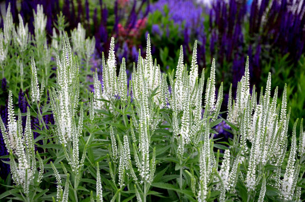 veronica spicata alba compacta, sem se escruça, média-alta perene. flores brancas puras incomuns que também são adequadas para corte e vão durar muito tempo em um vaso. uso em plantações perenes mistas - long grass uncultivated plant stage plant condition - fotografias e filmes do acervo