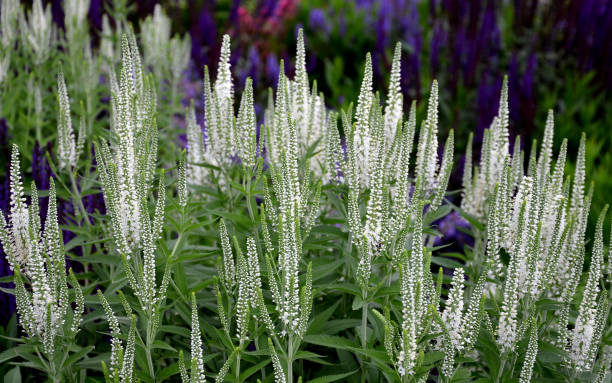 veronica spicata alba compacta, sem se escruça, média-alta perene. flores brancas puras incomuns que também são adequadas para corte e vão durar muito tempo em um vaso. uso em plantações perenes mistas - long grass uncultivated plant stage plant condition - fotografias e filmes do acervo