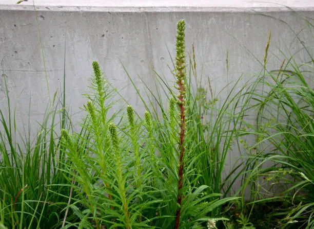 liatris, spicata, kobold, macro, rossete, park, upper, view, lush, green, pink, close up, early, buds, spring, pattern, tree, pine, nature, plant, branch, forest, needle, fir, coniferous, needles, spruce, christmas, evergreen, flora, texture, close-up, summer, wood, backgrounds, moss, bush, conifer