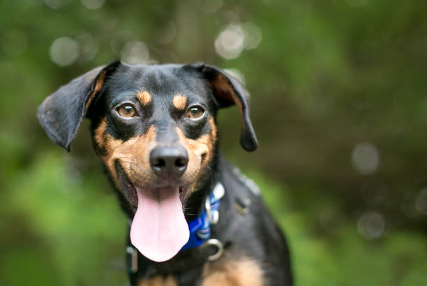 istock A Dachshund mixed breed dog panting with its tongue out and a happy expression 1251321481
