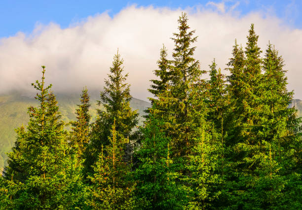 istock Carpathian mountains landscape 1251321553
