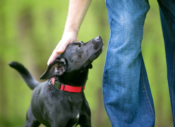 istock A person petting a small black Terrier mixed breed dog 1251321601