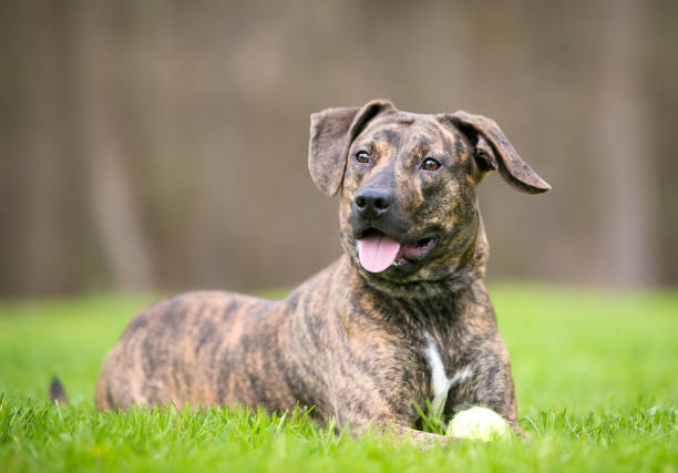 istock A brindle mixed breed dog lying in the grass with a ball 1251321671