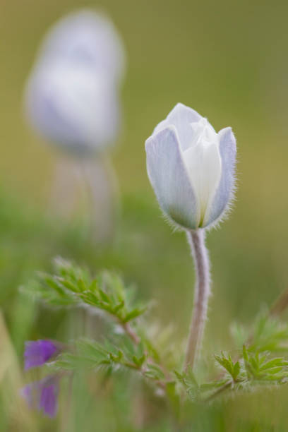 Alpine pasqueflowers (Pulsatilla alpina), summer time