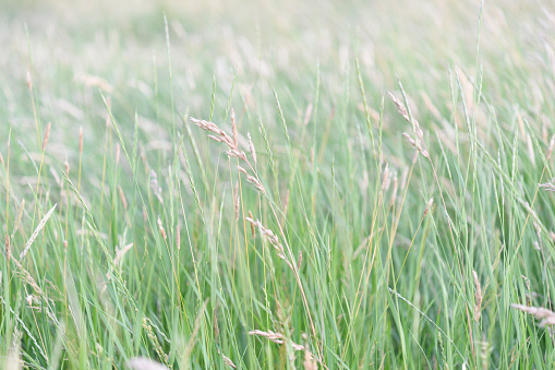 Grass growing in a meadow during a springtime sunset. The long grass is starting to flower.