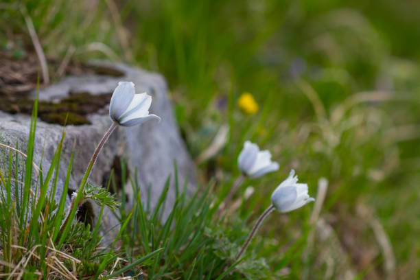 istock Alpine pasqueflowers (Pulsatilla alpina), summer time 1251321897