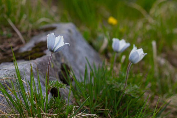 Alpine pasqueflowers (Pulsatilla alpina), summer time