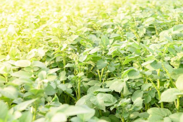 Potato plants growing in a field during a springtime evening. The potato plants are starting to flower.