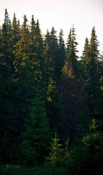 istock Carpathian mountains landscape 1251322215