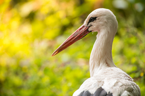 White stork (Ciconia ciconia) bird with distinctive white and black feathers searching for food in a meadow during summer. Close up portrait head shot.