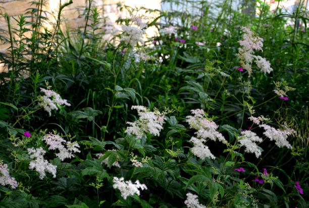 ulmaria, filipendulina, meadowsweet, centranthus, ruber, coccineus, lythrum, salicaria, pink, red, purple, white, garden, prairie, obtusiloba, palustris, flower bed, blossom, geum, flower, flowers, nature, plant, spring, green, bloom, flora, summer, floral, grass, beauty, beautiful, blooming, leaf, field, meadow, natural, bush, petal hierba de ulmaria filipendulina de hasta 200 cm de altura con un tallo caducifolio alto, recto y escasamente ramificado las hojas tienen alternancia, acecho, extrañamente doblado con plumas. florece blanco rosa julio en las inflorescencias superiores