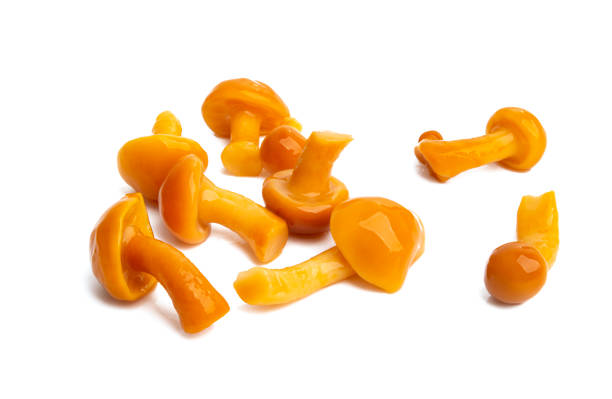 istock orange honey mushrooms isolated 1251323807