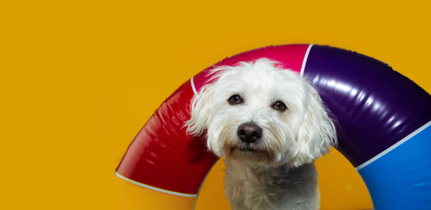 istock Dog summer inside a colorful inflatable float. Isolated on yellow background. 1251324402