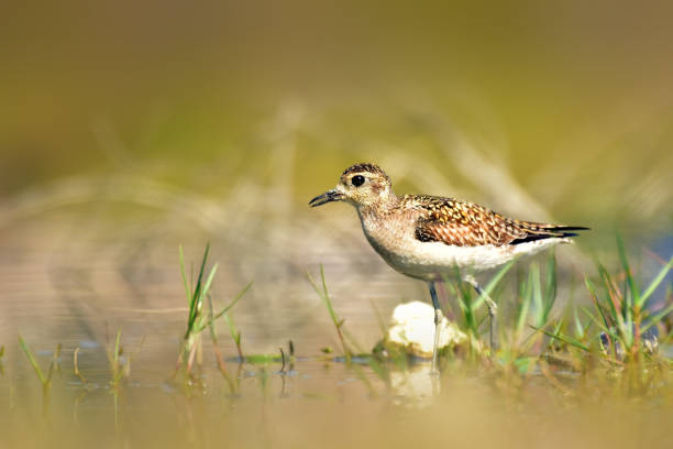 istock The wood sandpiper with nature, 1251324563